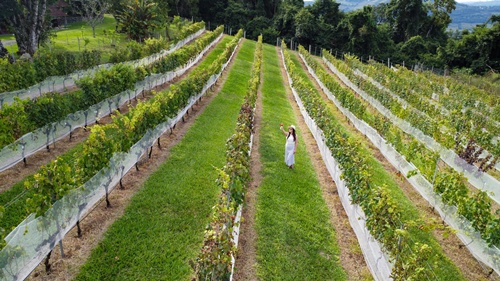 Destinos turísticos de Bento Gonçalves se unem e lançam o roteiro Vera Vista